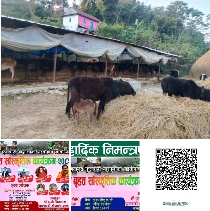 स्याङ्जाको वालिङमा गौशाला बचाउन 'ईन्द्रणी' कार्यक्रम: आर्थिक संकट टार्ने प्रयास!