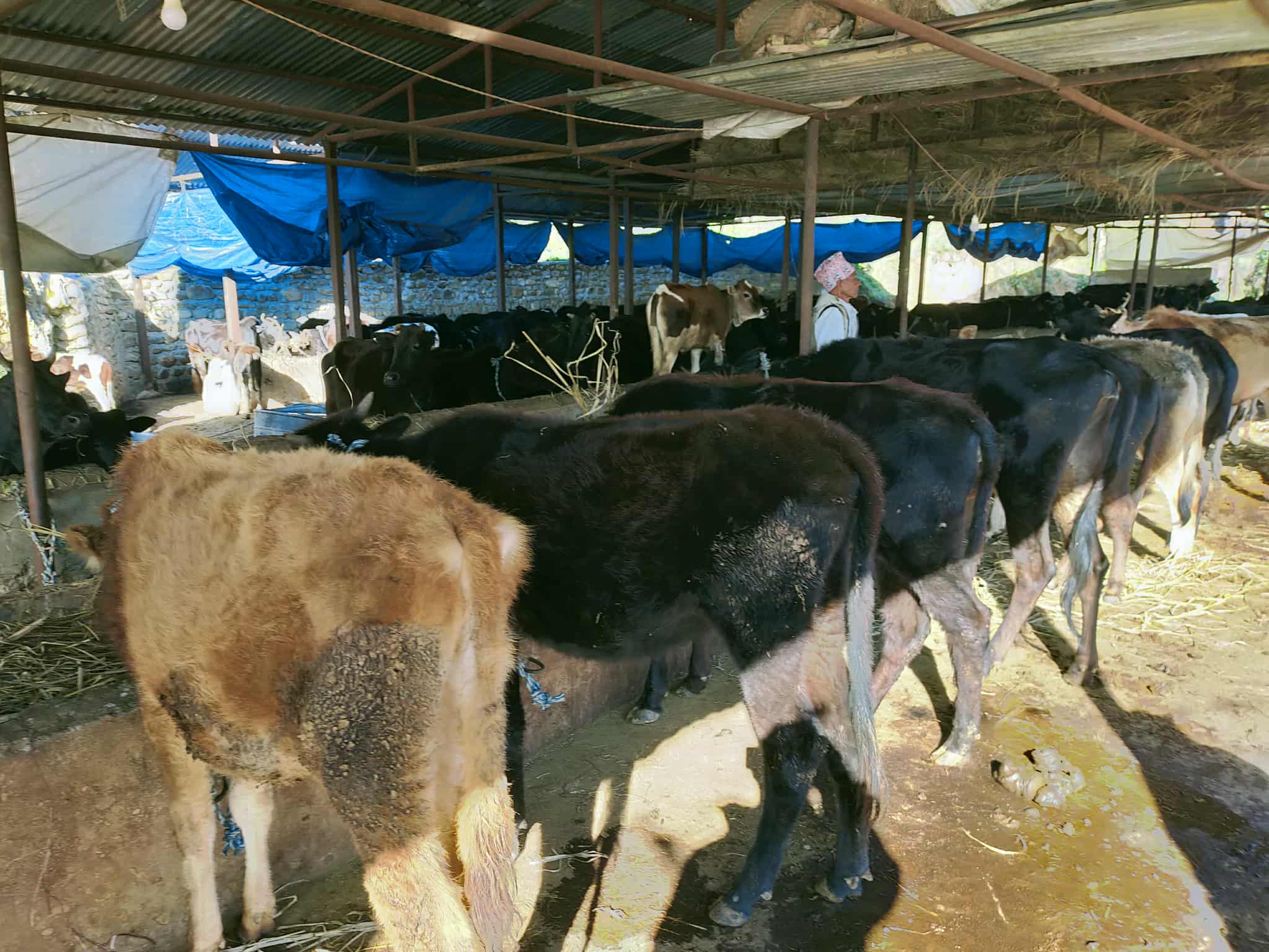 श्री धुनी शिवालय फुलबारी गौशालामा इन्द्रेणीको सहयोग: किसानमा आशा