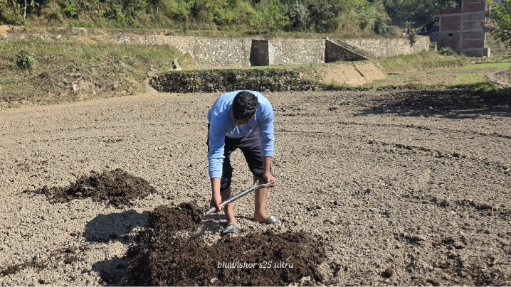 स्याङ्जाली युवाको क्रान्ति: सरकारी सेवा जागिरे अशोक गैह्रेको बिदाको दिनमा 'वर्षभरि पुग्ने' आलु खेती!