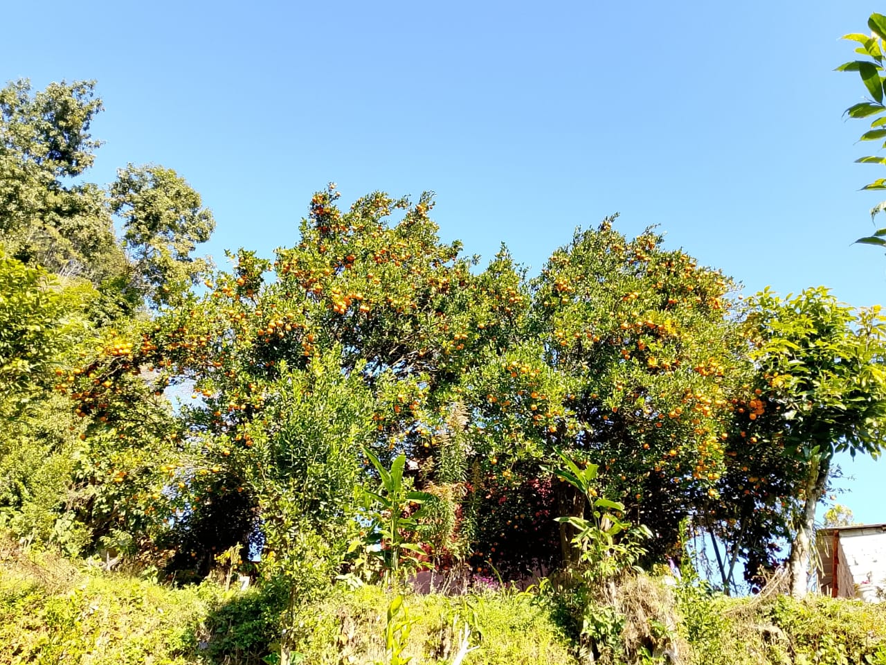 स्याङ्जाका किसान सुन्तला ग्रेडिङमा व्यस्त, बजार व्यवस्थापनको तयारी तीव्र