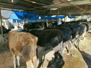 श्री धुनी शिवालय फुलबारी गौशालामा इन्द्रेणीको सहयोग: किसानमा आशा