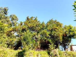 स्याङ्जाका किसान सुन्तला ग्रेडिङमा व्यस्त, बजार व्यवस्थापनको तयारी तीव्र