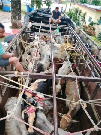 ट्रकभित्र १८ गोरु, एक मृत अवस्थामा फेला, चालक पक्राउ