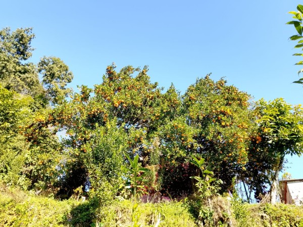 स्याङ्जाका किसान सुन्तला ग्रेडिङमा व्यस्त, बजार व्यवस्थापनको तयारी तीव्र