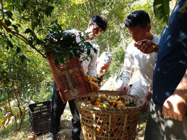 स्याङ्जाका किसान सुन्तला ग्रेडिङमा व्यस्त, बजार व्यवस्थापनको तयारी तीव्र